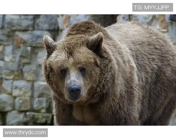 灰熊生存现状及其栖息地保护措施探讨